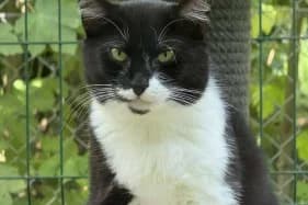 HELGA, female 5yo Domestic Shorthair for adoption at Schronisko Kraków, Kraków