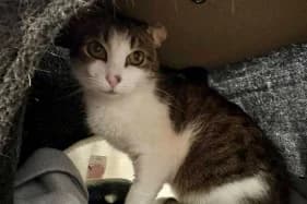 BAFI, female senior Domestic Shorthair for adoption at Schronisko Kraków, Kraków