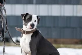 PUSZEK, male mixed breed for adoption at Schronisko Kraków, Kraków