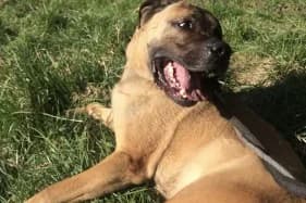 TAJFUN, male Mixed Breed for adoption at Schronisko Kraków, Kraków