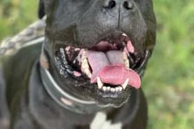 PAKO, male 5yo American Staffordshire Terrier for adoption at Schronisko Kraków, Kraków