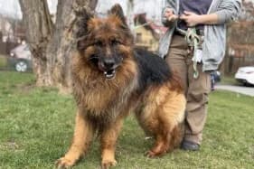 VITO, male 6yo German Shepherd for adoption at Schronisko Kraków, Kraków