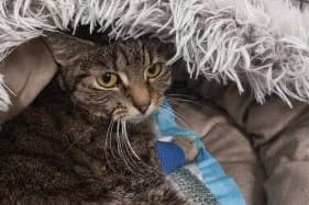 ŚLIWKA, female Domestic Shorthair for adoption at Schronisko Kraków, Kraków