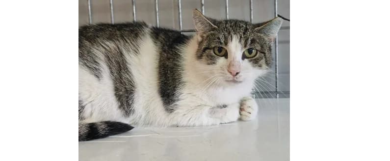 Airi, female 4yo Mixed Breed for adoption at Schronisko Wrocław, Wrocław