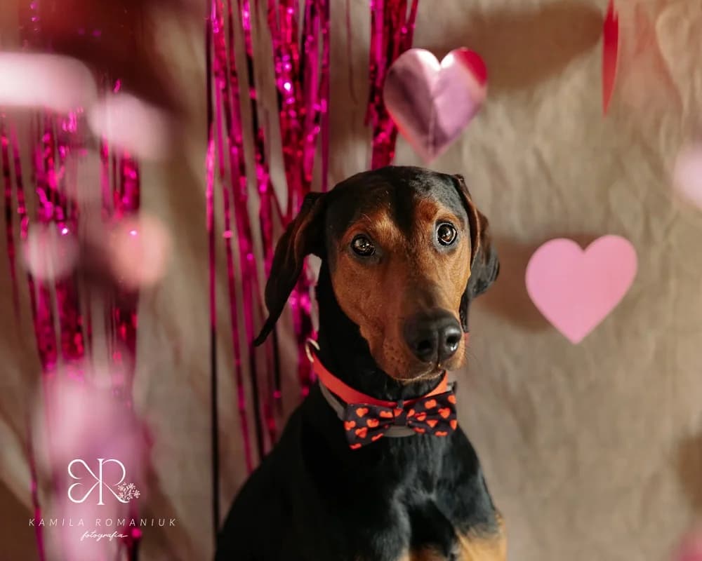 Ares, male 5yo Doberman for adoption at Schronisko Wrocław, Wrocław