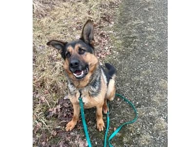 Ares, male 3yo German Shepherd for adoption at Schronisko Wrocław, Wrocław