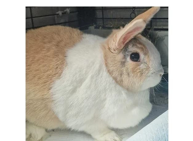 Arwena, female Mixed Breed for adoption at Schronisko Wrocław, Wrocław