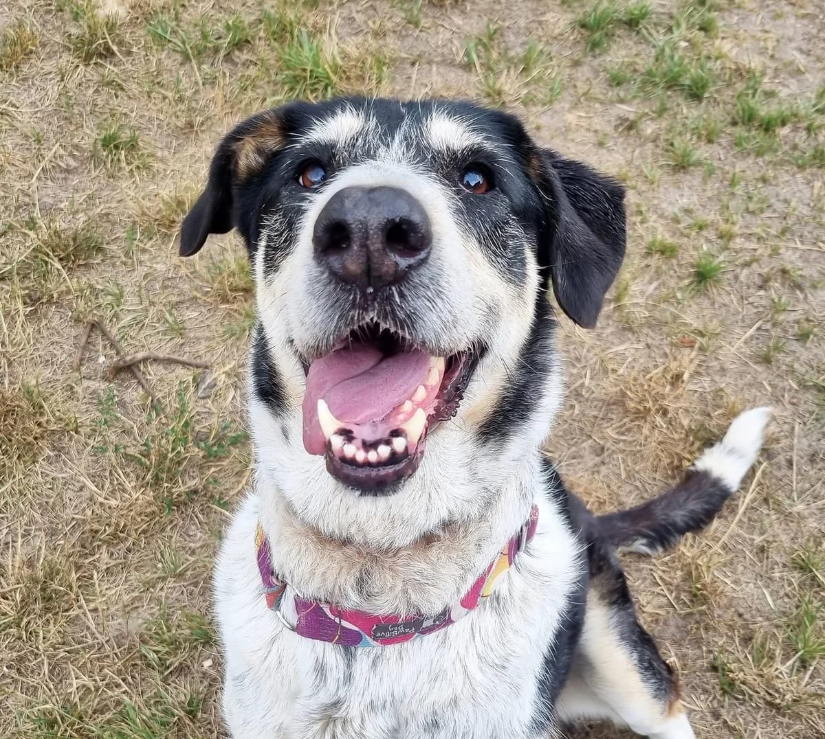 Bailey, female mixed breed for adoption at Fundacja Viva Korabiewice, Korabiewice