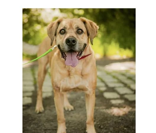 Barry, Mixed Breed (Schronisko Wrocław)