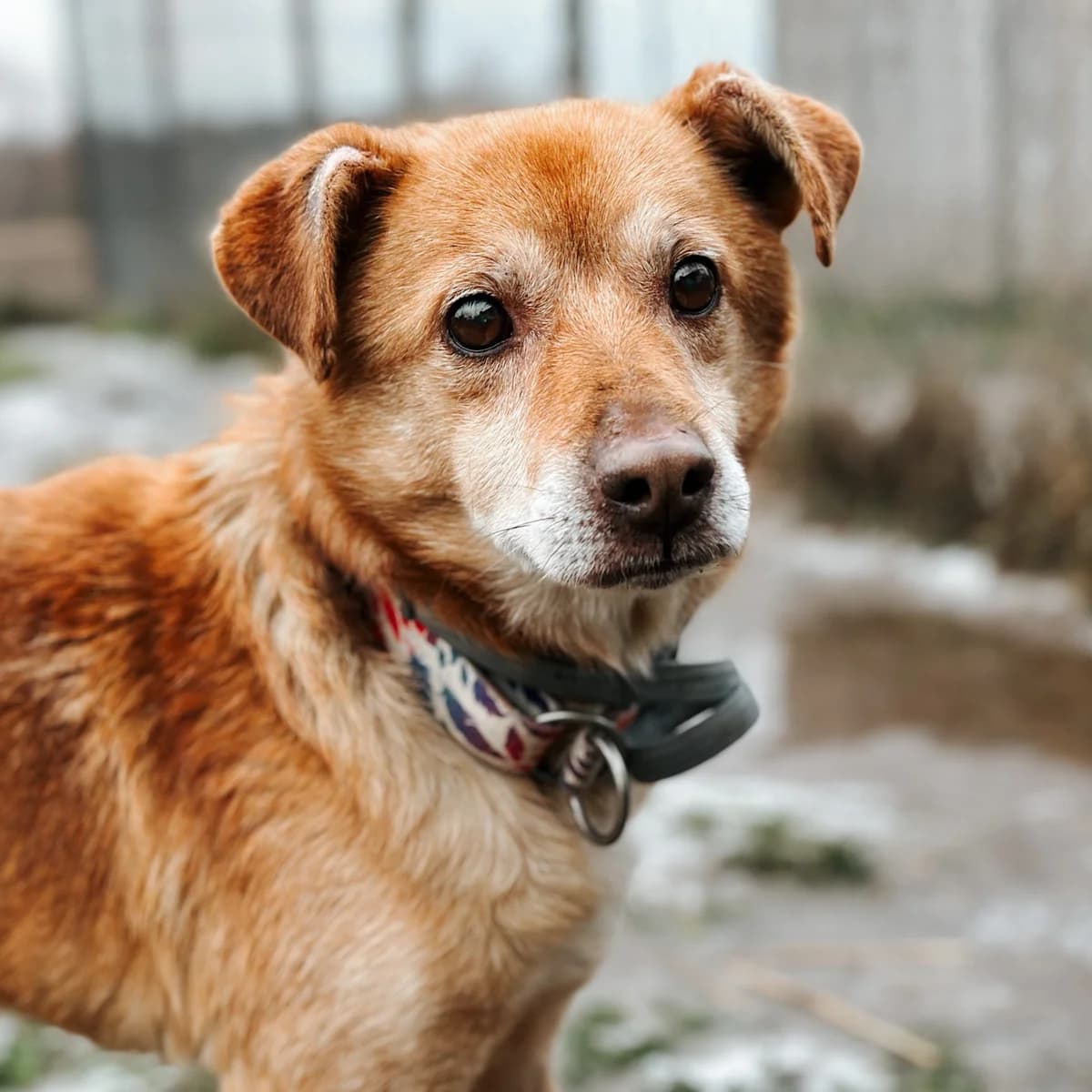 Benek, male Mixed Breed for adoption at Fundacja Viva Korabiewice, Korabiewice