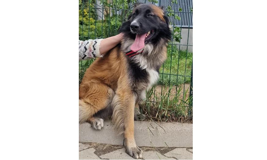 Benji, male Mixed Breed for adoption at Schronisko Wrocław, Wrocław