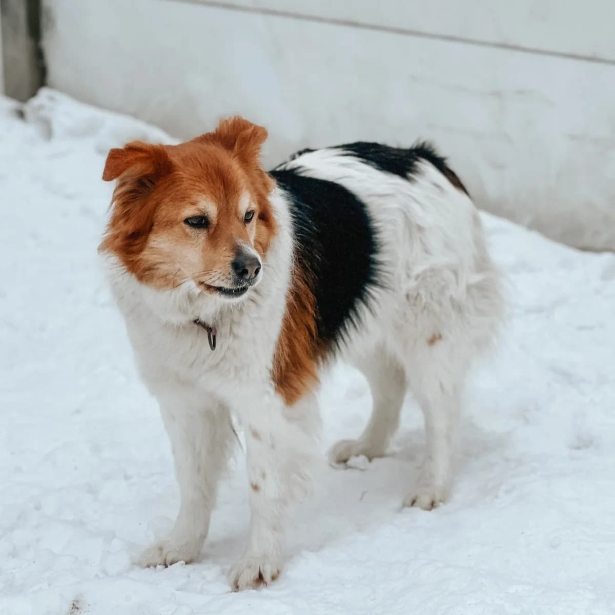 Biszkopt, male Mixed Breed for adoption at Fundacja Viva Korabiewice, Korabiewice