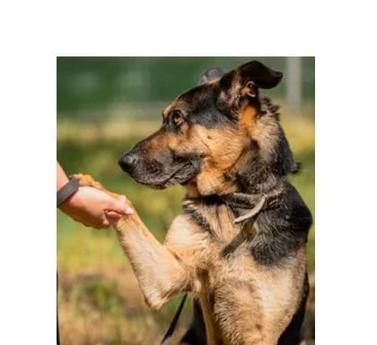 Brutus, Mixed Breed (Schronisko Wrocław)