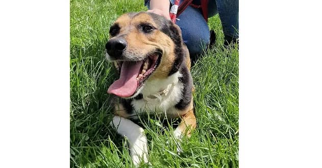 Burbon, male 7yo Mixed Breed for adoption at Schronisko Wrocław, Wrocław