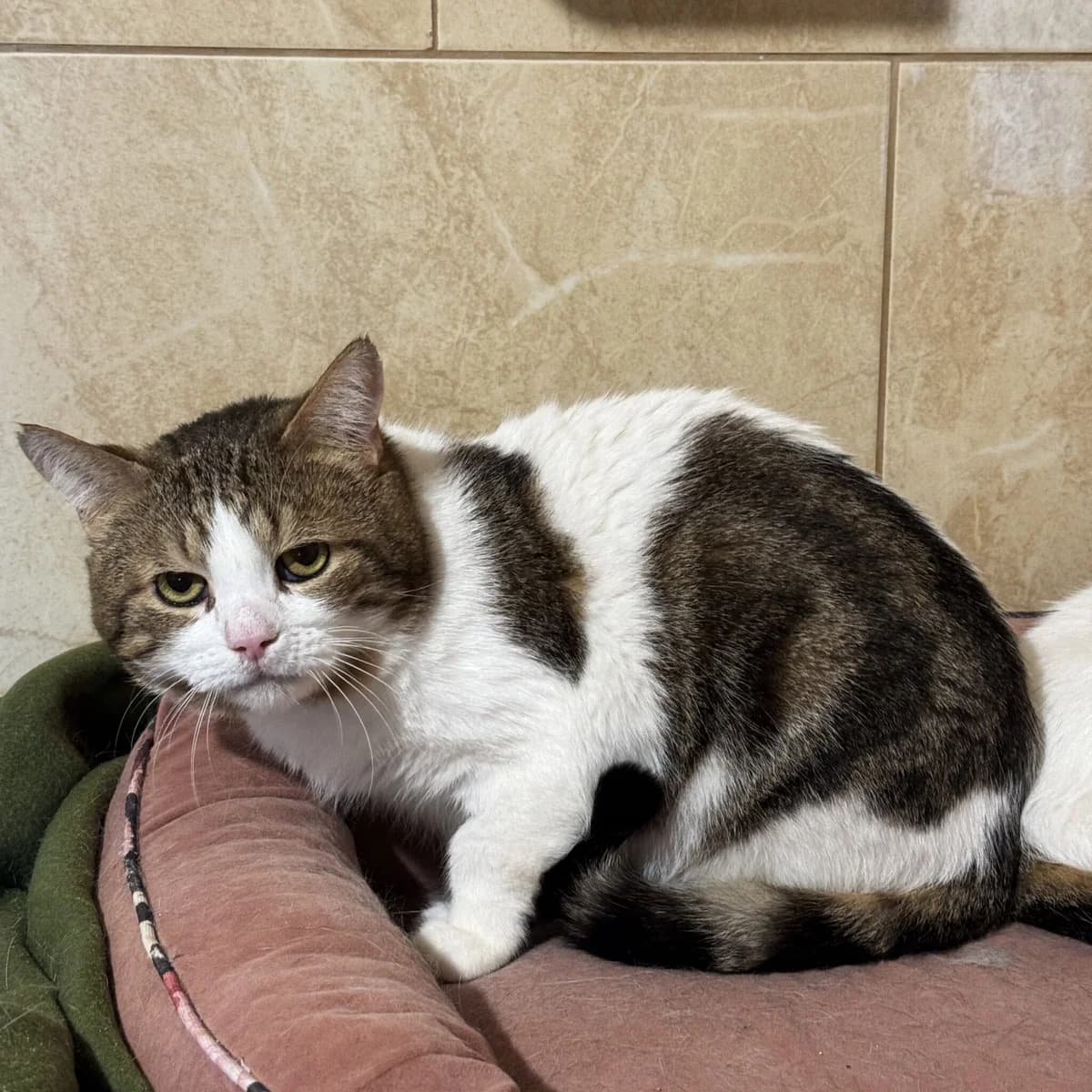 Chanel, male Domestic Shorthair for adoption at Fundacja Viva Korabiewice, Korabiewice