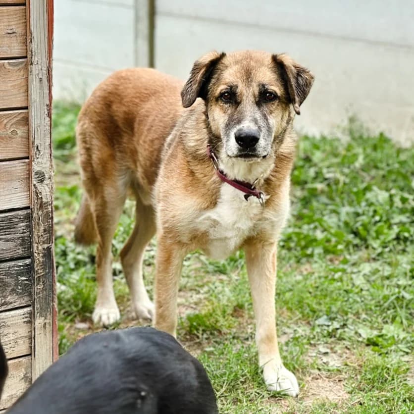 Chrupek, male senior Mixed Breed for adoption at Fundacja Viva Korabiewice, Korabiewice