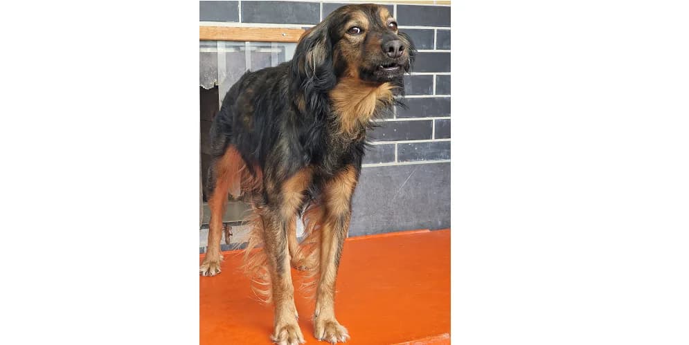 Ciastek, male Mixed Breed for adoption at Schronisko Wrocław, Wrocław