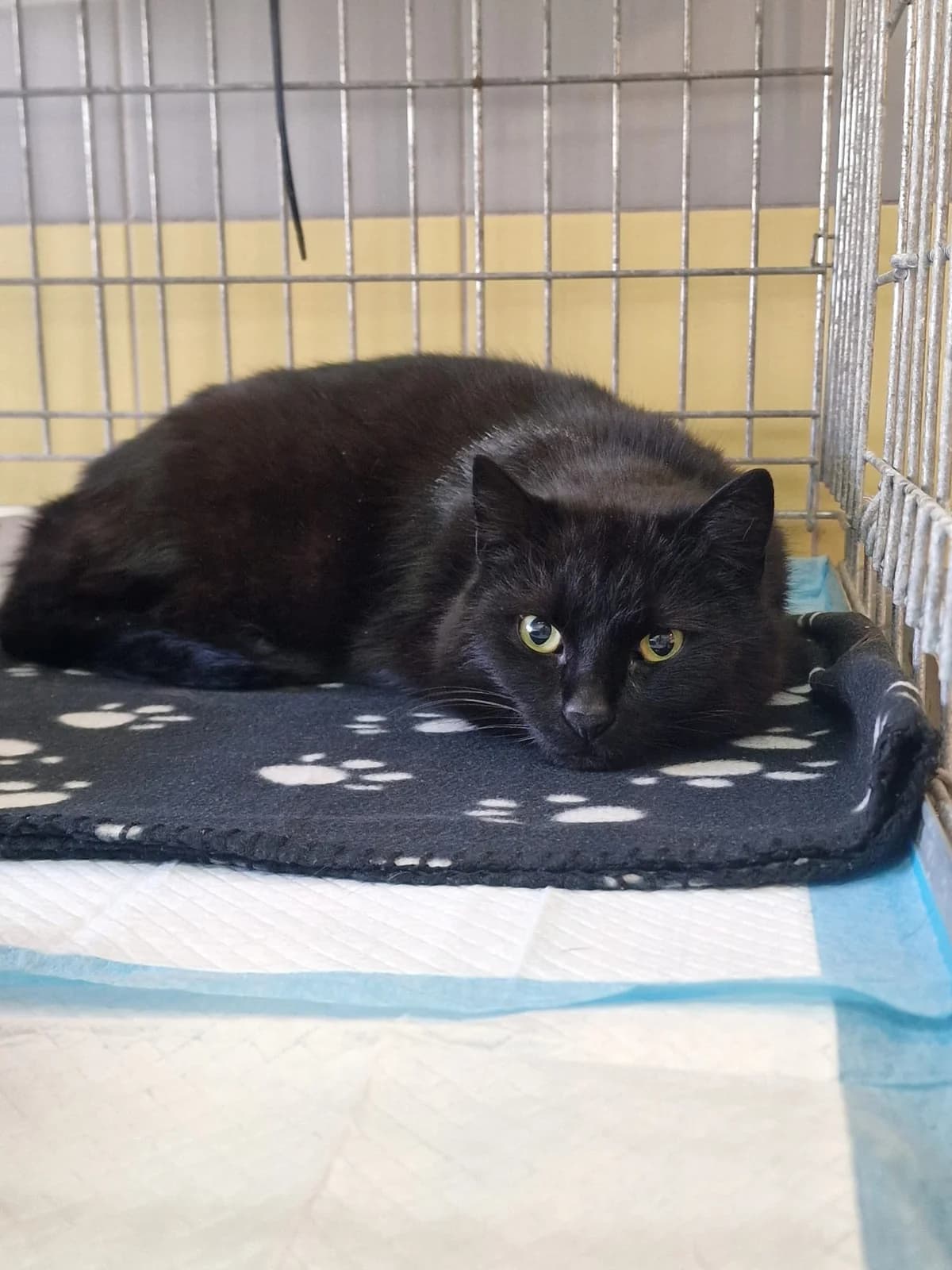 Czarka, female 3yo Domestic Shorthair for adoption at Schronisko Wrocław, Wrocław