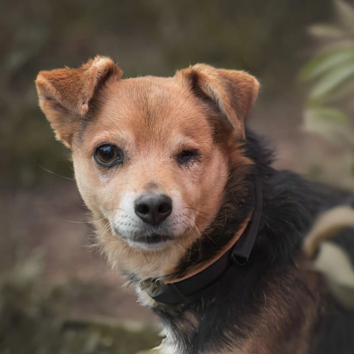 Dexter, male Mixed Breed for adoption at Fundacja Viva Korabiewice, Korabiewice