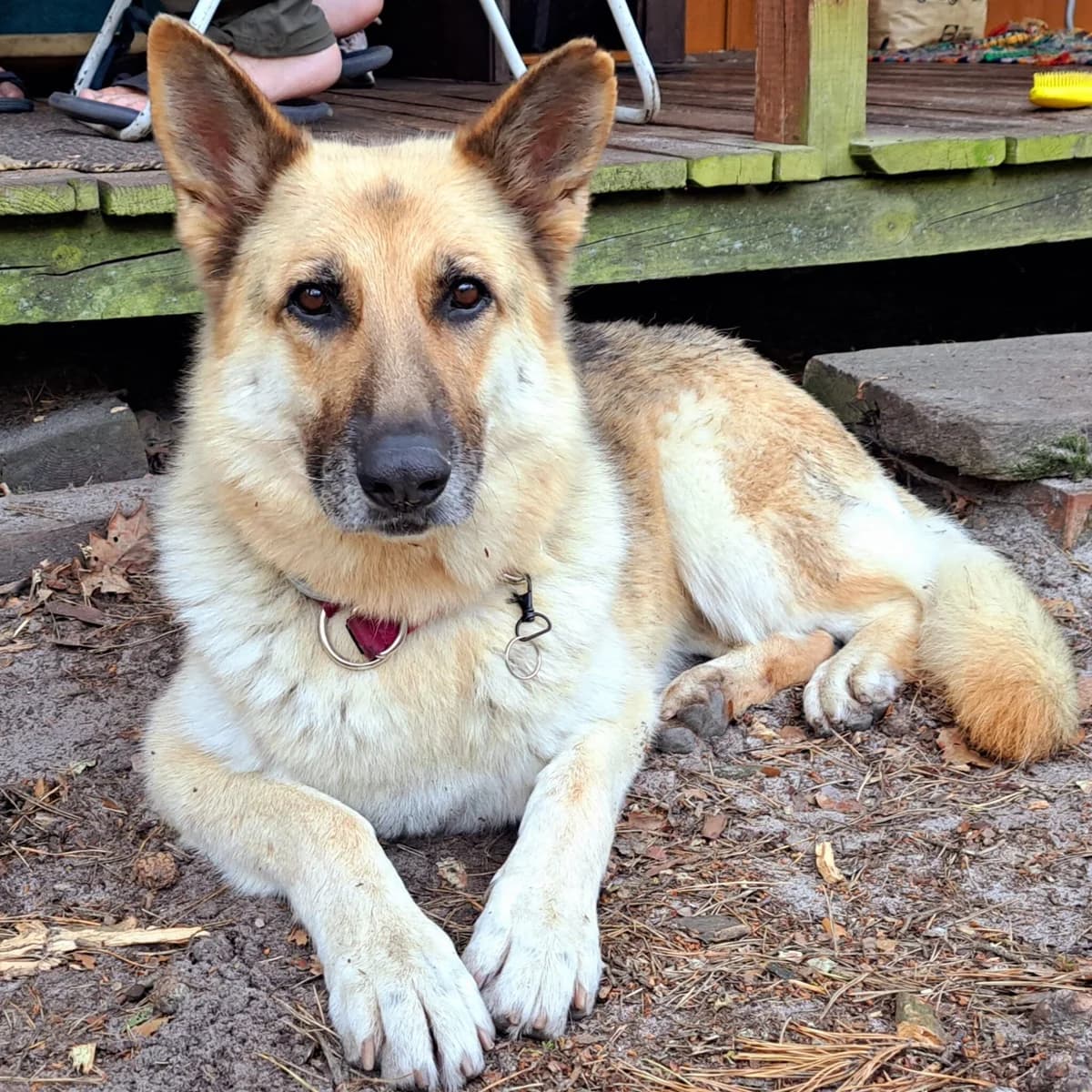 Diana, female senior Mixed Breed for adoption at Fundacja Viva Korabiewice, Korabiewice