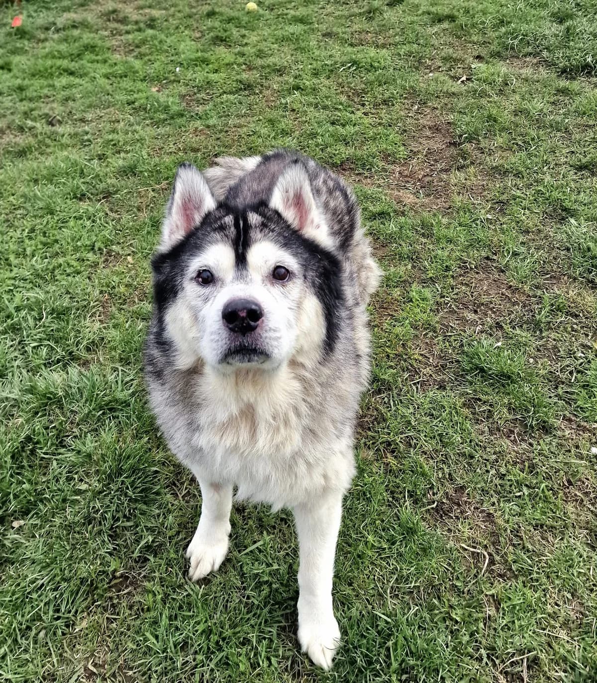 Dobi, Mixed Breed (Schronisko Wrocław)