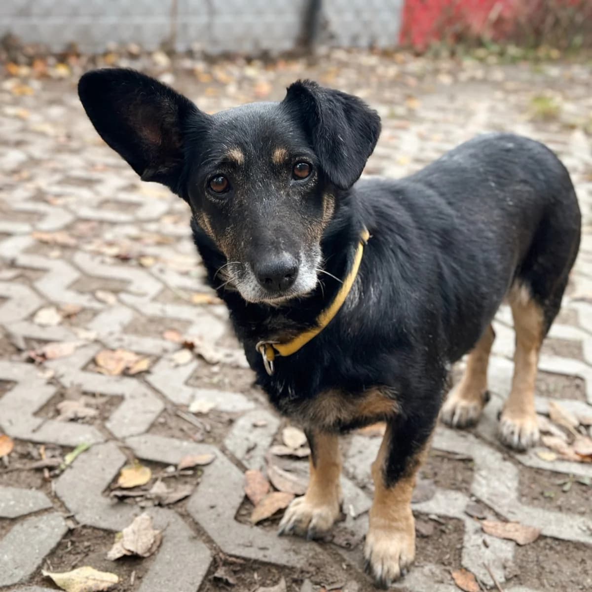 Dymka, Mixed Breed (Fundacja Viva Korabiewice)