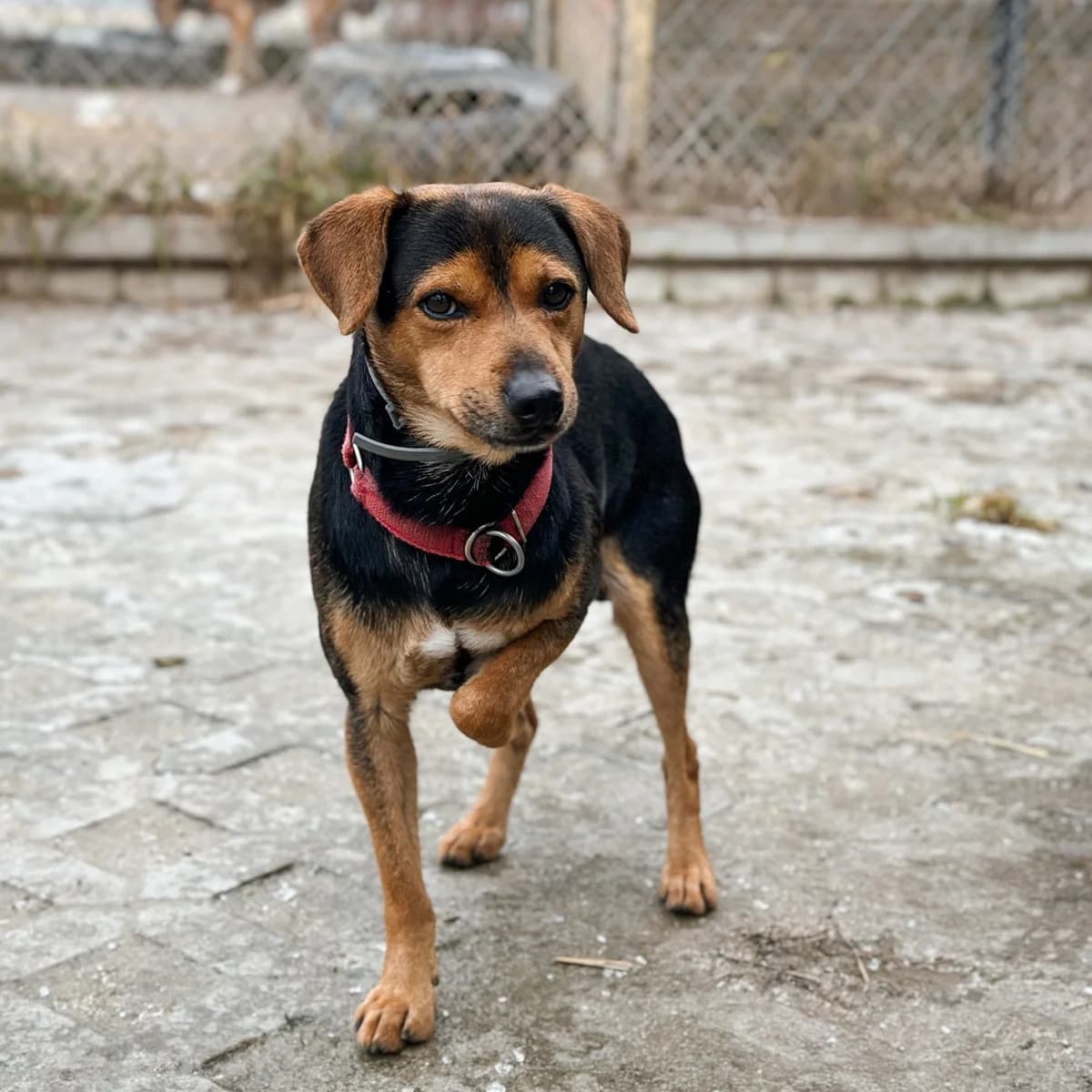 Dżamal, Mixed Breed (Fundacja Viva Korabiewice)
