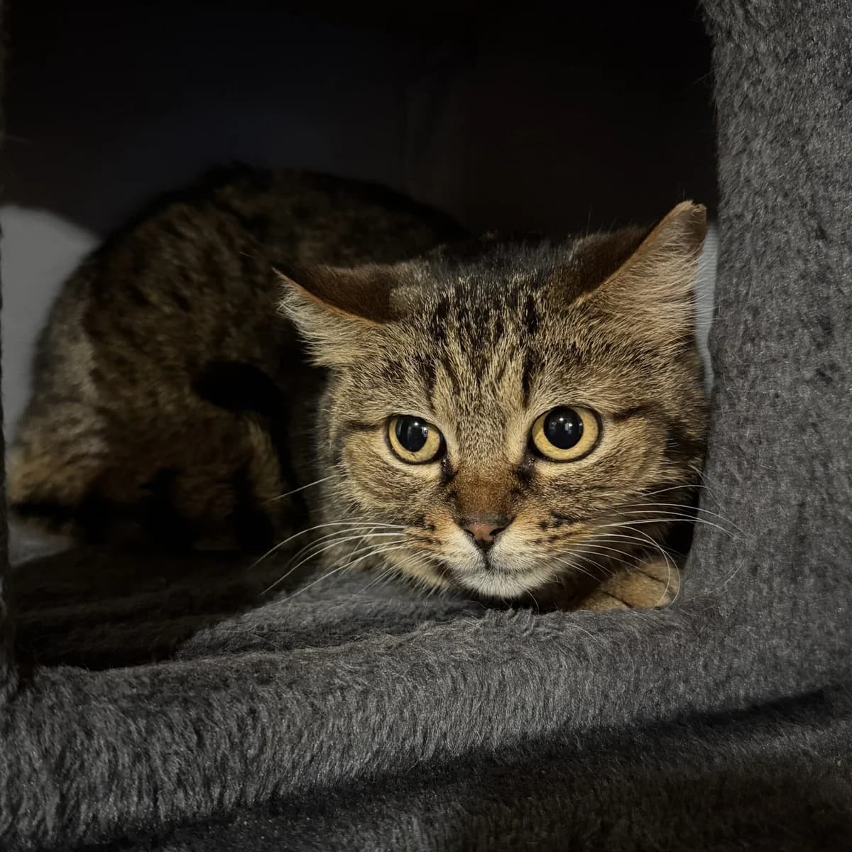 Emilka, female Mixed Breed for adoption at Fundacja Viva Korabiewice, Korabiewice