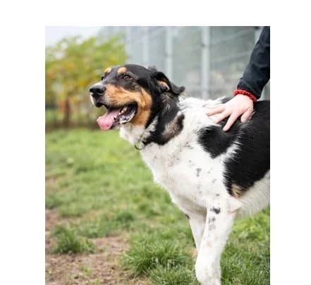 Ernest, Mixed Breed (Schronisko Wrocław)