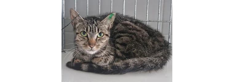 Fayra, female 3yo Domestic Shorthair for adoption at Schronisko Wrocław, Wrocław
