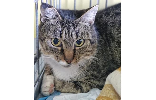 Felcia, female 6yo Domestic Shorthair for adoption at Schronisko Wrocław, Wrocław