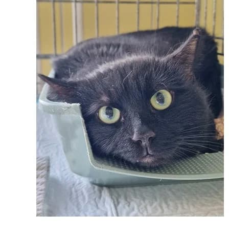 Figiel, male 5yo Domestic Shorthair for adoption at Schronisko Wrocław, Wrocław