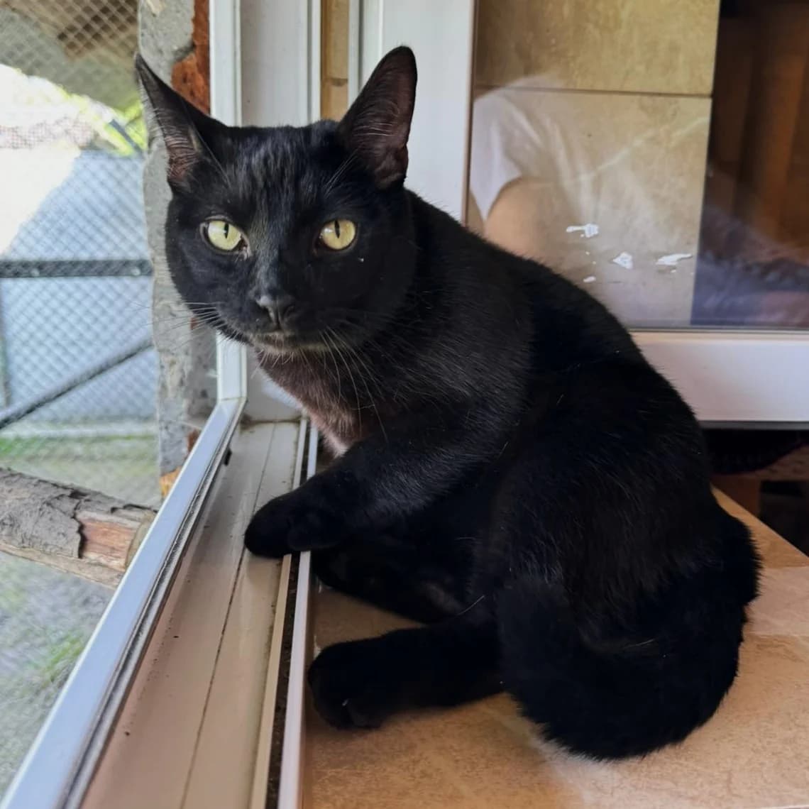 Frodo, male 4yo Domestic Shorthair for adoption at Fundacja Viva Korabiewice, Korabiewice
