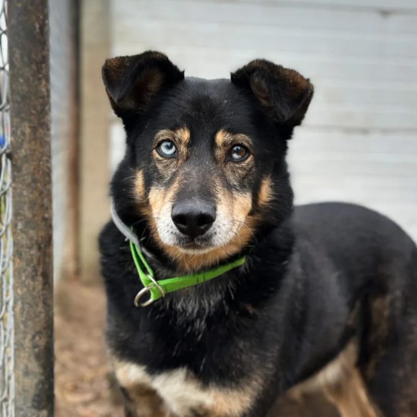 Gizmo, male Mixed Breed for adoption at Fundacja Viva Korabiewice, Korabiewice