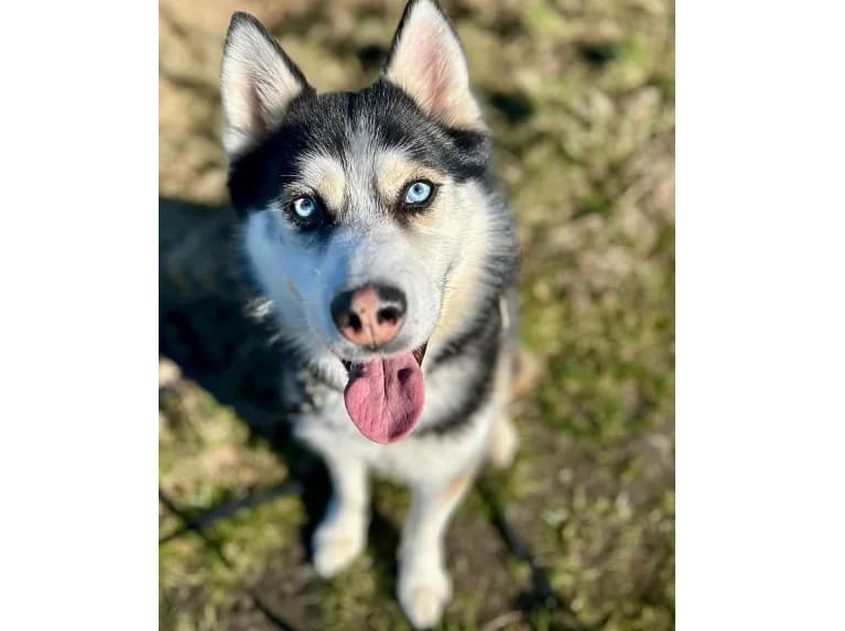 Grubson, male 7yo Husky for adoption at Schronisko Wrocław, Wrocław