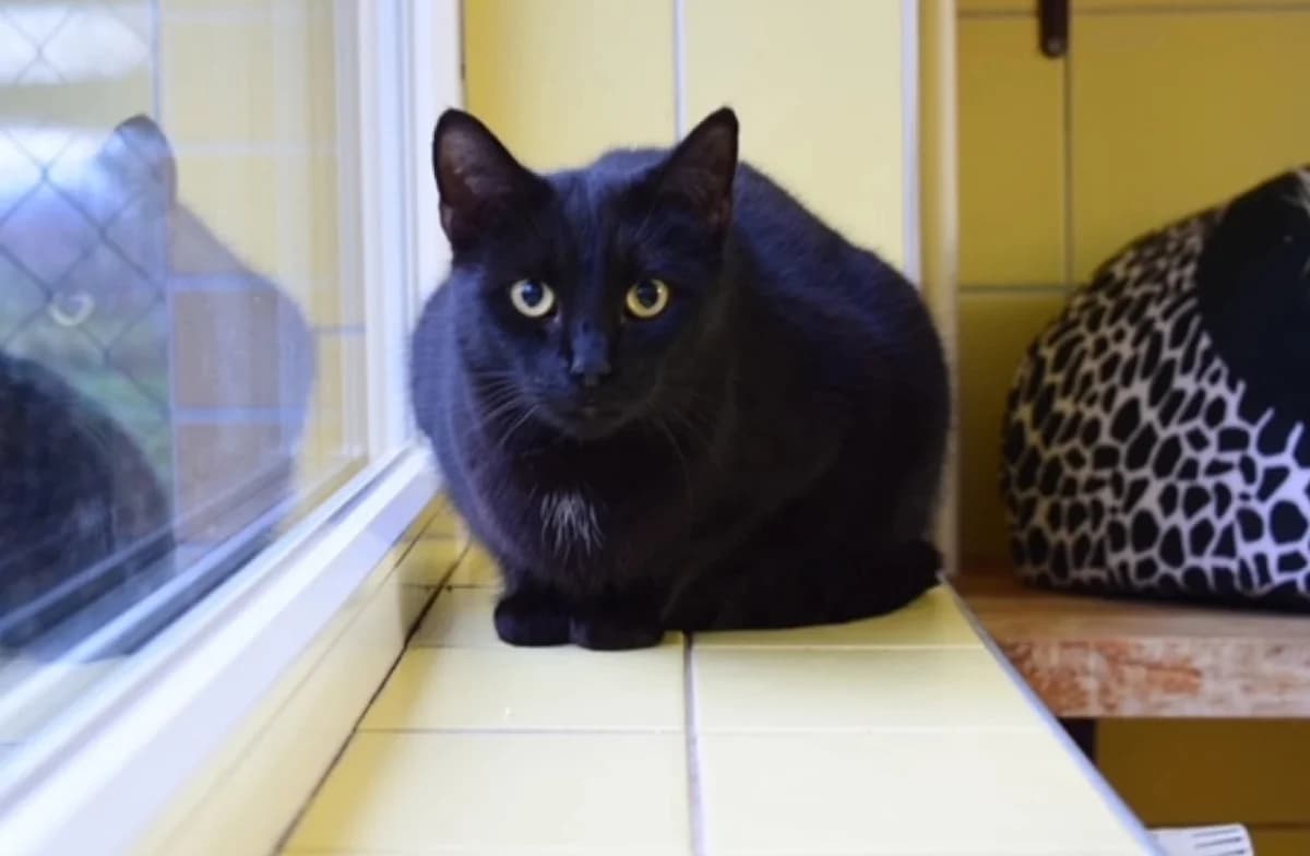 Horus, male 6yo Domestic Shorthair for adoption at Schronisko Wrocław, Wrocław