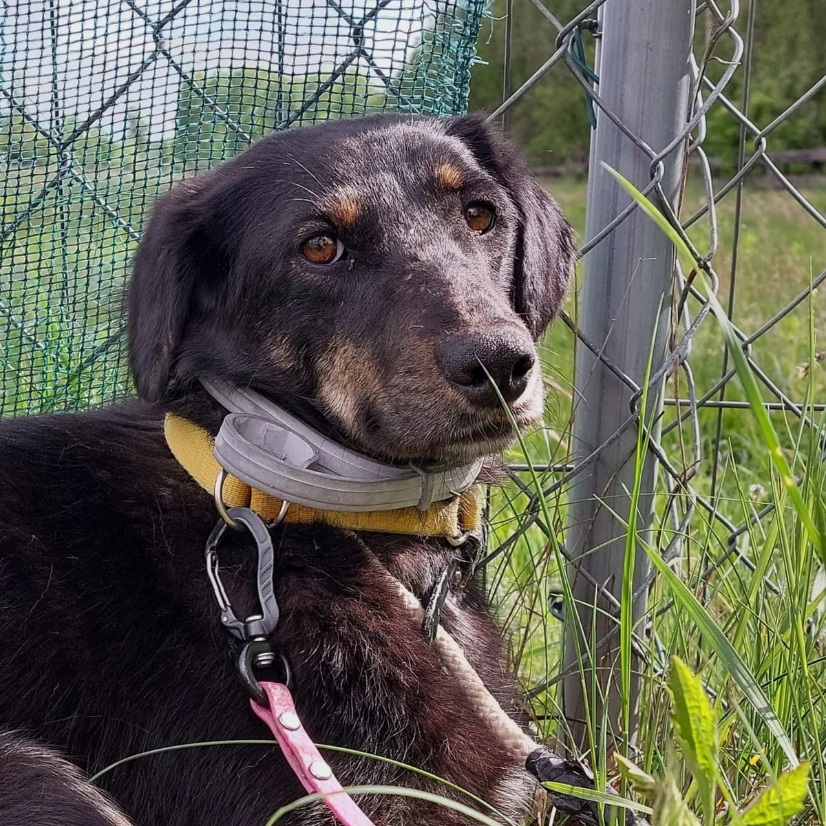 Ina, Mixed Breed (Fundacja Viva Korabiewice)