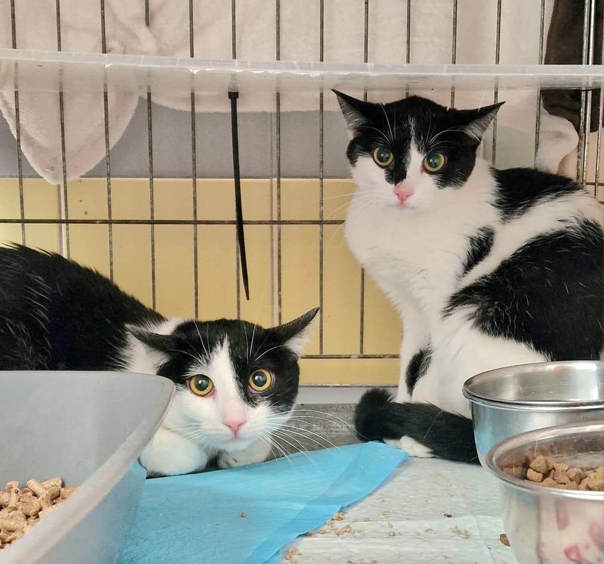 Jurek i Regina,  puppy Domestic Shorthair for adoption at Schronisko Wrocław, Wrocław