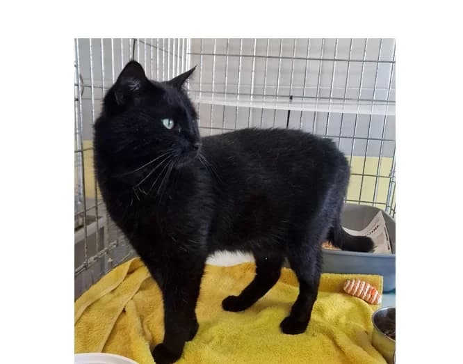 Kairo, male 5yo Domestic Shorthair for adoption at Schronisko Wrocław, Wrocław