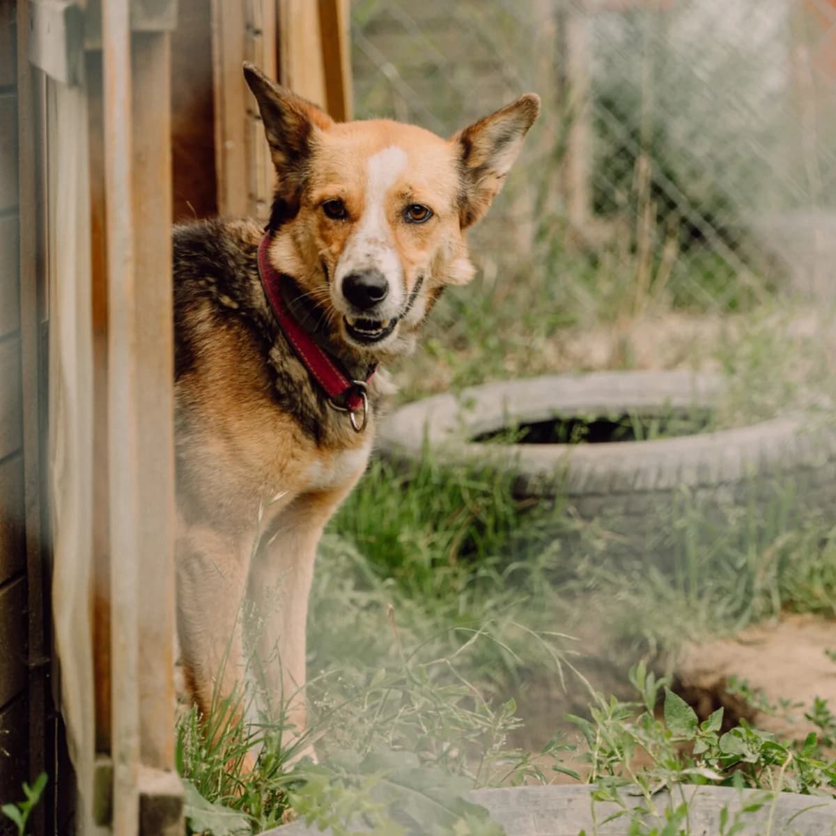 Kalma, female senior Mixed Breed for adoption at Fundacja Viva Korabiewice, Korabiewice