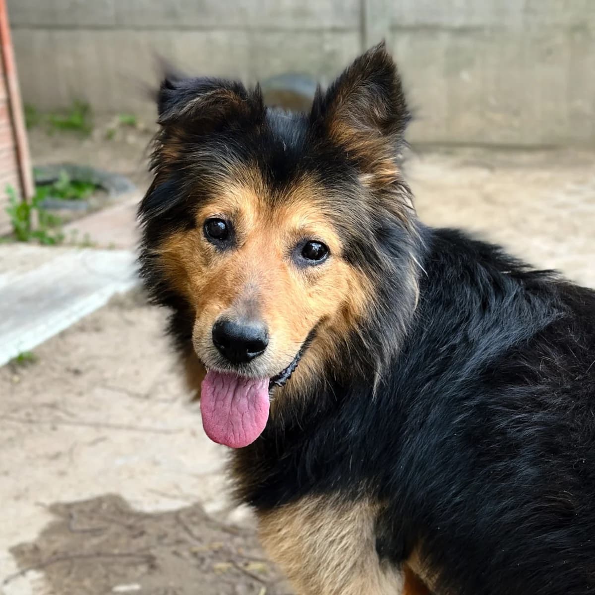 Kapitan Jim, Mixed Breed (Fundacja Viva Korabiewice)