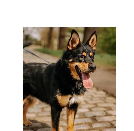 Karim, male young Mixed Breed for adoption at Schronisko Wrocław, Wrocław