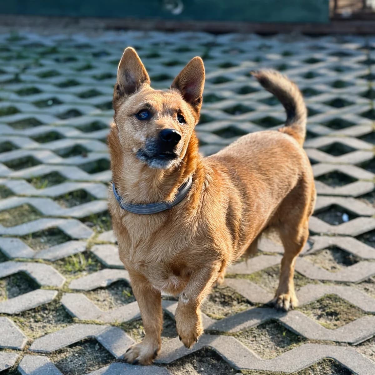 Karolek, Mixed Breed (Fundacja Viva Korabiewice)