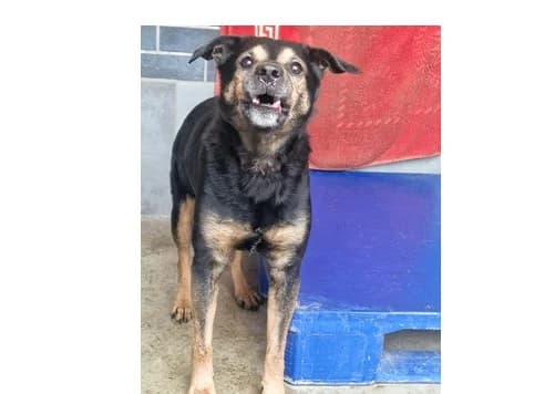 Kazar, male 7yo Mixed Breed for adoption at Schronisko Wrocław, Wrocław