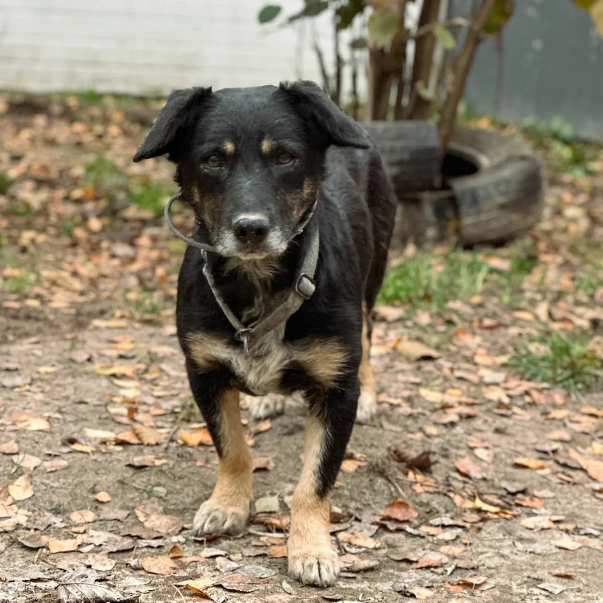 Kevin, Mixed Breed (Fundacja Viva Korabiewice)