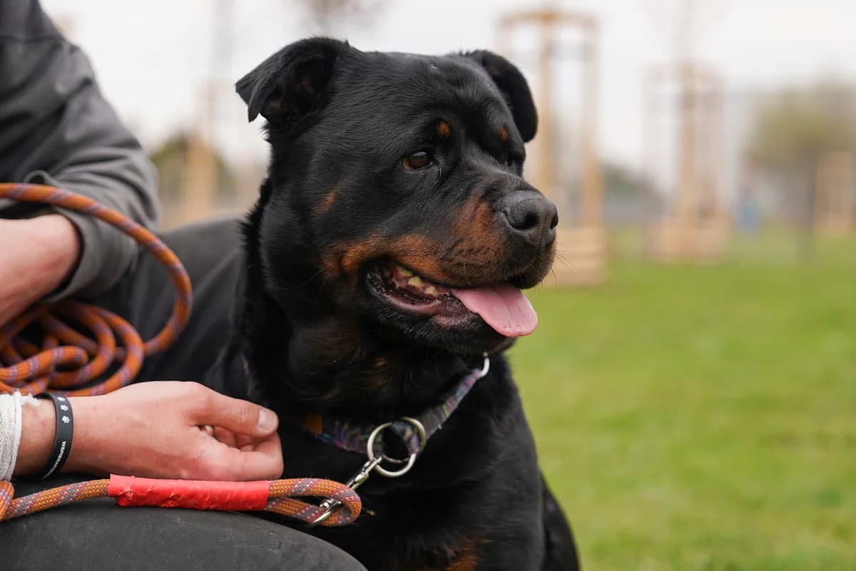 Kluska, female 4yo Rottweiler for adoption at Schronisko Wrocław, Wrocław