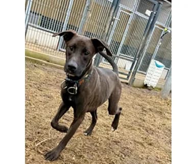 Kokos, male 4yo Mixed Breed for adoption at Schronisko Wrocław, Wrocław