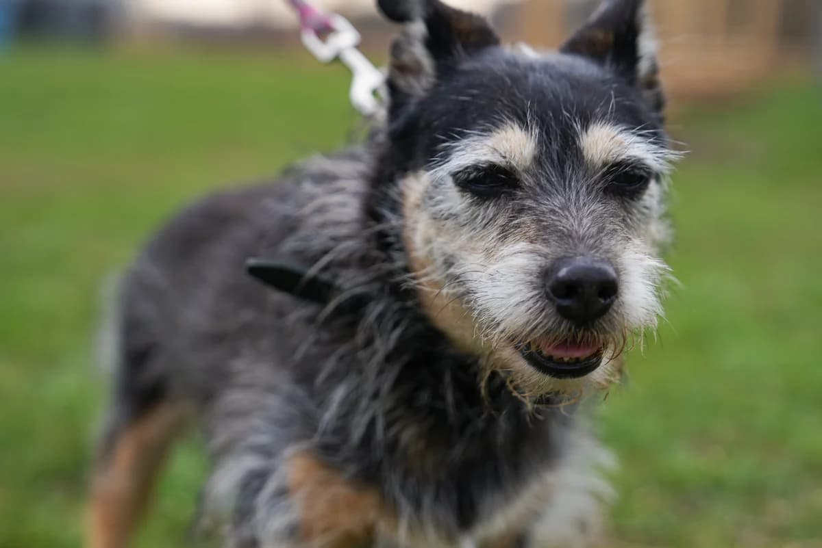 Leoś, Mixed Breed (Schronisko Wrocław)