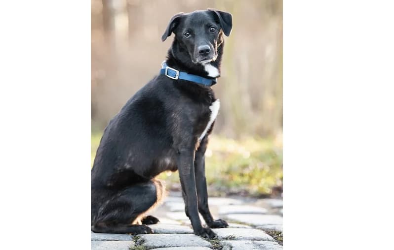 Lesio, Mixed Breed (Schronisko Wrocław)