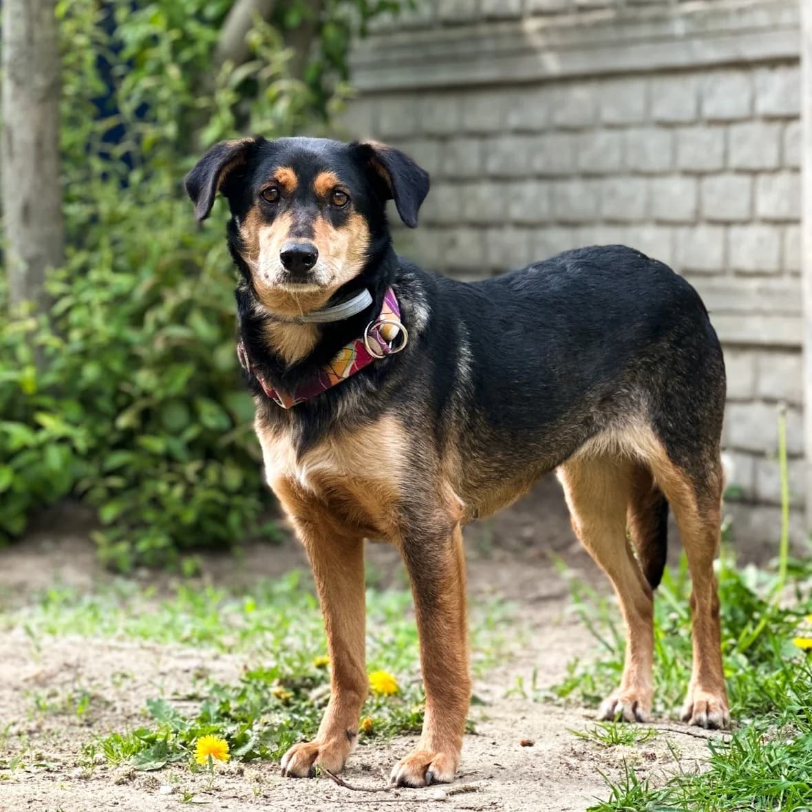 Lusi, female Mixed Breed for adoption at Fundacja Viva Korabiewice, Korabiewice